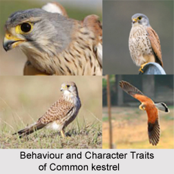 Common Kestrel, Indian Bird