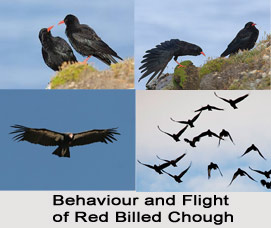 Red-Billed Chough, Indian Bird