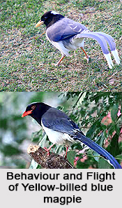 Yellow-Billed Blue Magpie, Indian Bird