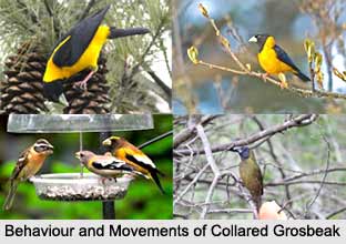 Collared Grosbeak, Indian Bird