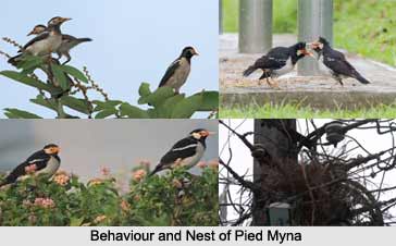 Pied Myna, Indian Bird