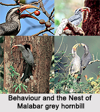 Malabar Grey Hornbill, Indian Bird