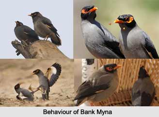 Bank Myna, Indian Bird