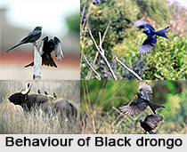 Black Drongo, Indian Bird