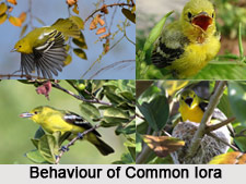 Common Iora, Indian Bird
