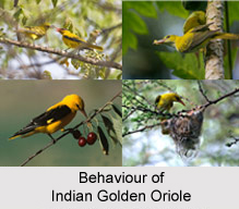 Indian Golden Oriole, Indian Bird