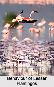 Lesser Flamingo, Indian Bird