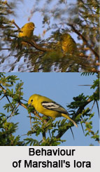 Marshall`s Iora, Indian Bird