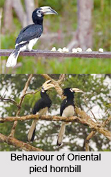Oriental Pied Hornbill, Indian Bird