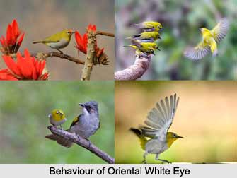 Oriental White-Eye, Indian Bird