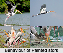 Painted stork, Indian Bird