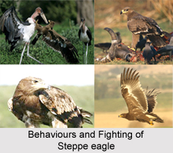 Steppe eagle, Indian Bird