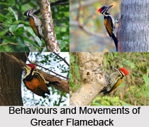 Greater Flameback, Indian Bird