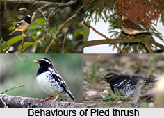Pied Thrush, Indian Bird