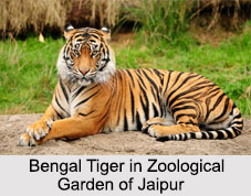Zoological Garden, Jaipur, Indian National Parks
