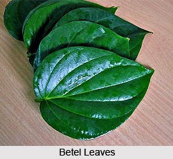 Betel Leaves, Indian Plant