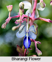 Bharangi, Indian Medicinal Plant