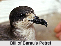 Barau`s petrel, Indian Bird