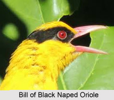 Black-Naped Oriole, Indian Bird