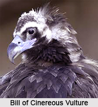 Cinereous vulture, Indian Bird