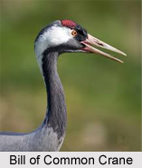 Common Crane, Indian Bird