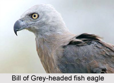 Grey-Headed Fish Eagle, Indian Bird