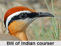 Indian Courser, Indian Bird