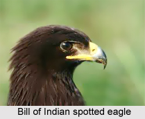 Indian spotted eagle, Indian Bird