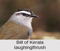 Kerala Laughingthrush, Indian Bird