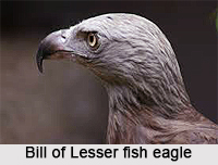 Lesser Fish Eagle, Indian Bird
