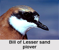 Lesser sand plover, Indian Bird