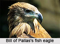 Pallas`s Fish Eagle, Indian Bird