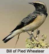Pied Wheatear, Indian Bird