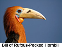 Rufous-Necked Hornbill, Indian Bird