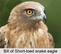 Short-Toed Snake Eagle, Indian Bird