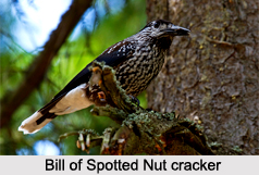 Spotted Nutcracker, Indian Bird