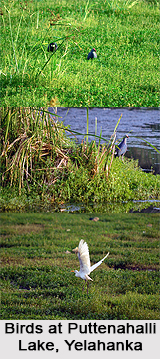 Puttenahalli Lake, Yelahanka, Bengaluru