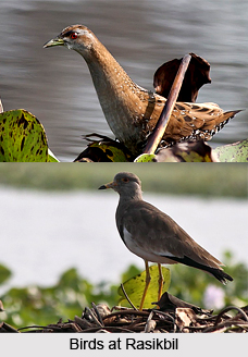 Rasikbil, Cooch Behar District, West Bengal