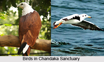 Chandaka Elephant Sanctuary, Bhubaneshwar, Odisha