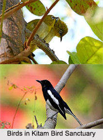 Kitam Bird Sanctuary, South Sikkim district, Sikkim