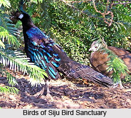 Tourism in South Garo Hills District