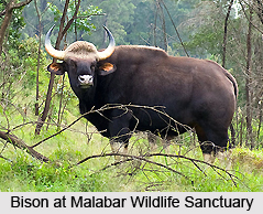 Malabar Wildlife Sanctuary, Kozhikode District, Kerala
