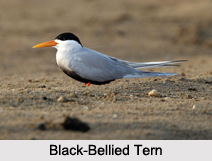 Indian Terns, Indian Birds