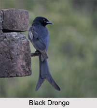 Indian Drongos, Indian Birds