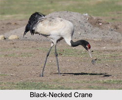 Indian Cranes