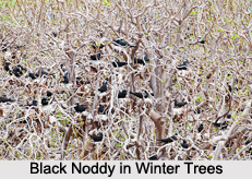 Black Noddy, Indian Bird