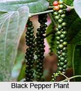 Black Pepper Oil