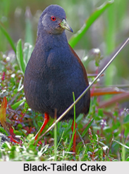 Indian Crakes, Indian Birds
