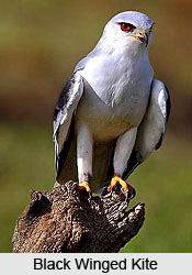 Guindy National Park, Chennai