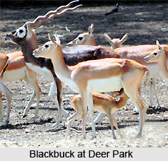 Zoos in Punjab
